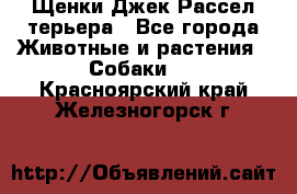 Щенки Джек Рассел терьера - Все города Животные и растения » Собаки   . Красноярский край,Железногорск г.